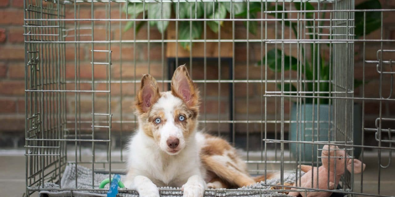 Crate Training 101: How to Crate Train Your Puppy Easily and Effectively